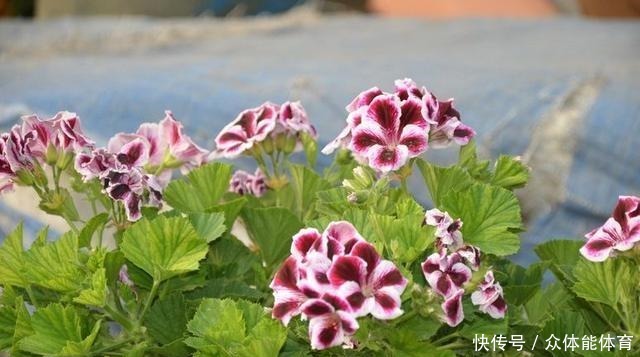 养花不用花钱，这3种花简单“扦插”，没几天就生根发芽，爱开花！