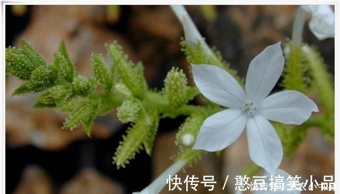 5种适合冬天室内养殖的花, 非常漂亮, 注意养花更加旺盛