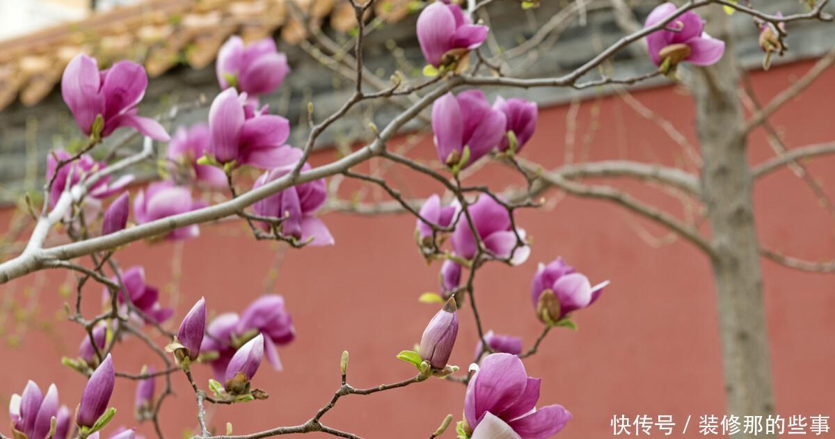 想要打造“高级”花园,春天种上“4种花”,颜值高,爱开花