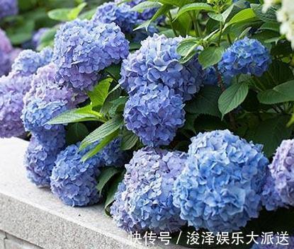 角落|室内“3种花”最见不得光,一放角落,叶绿、花苞钻,花开一大片