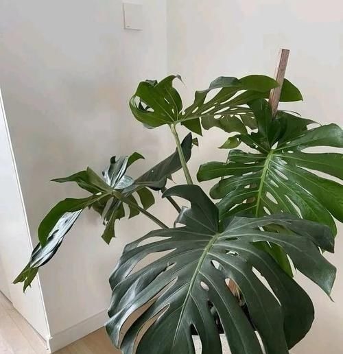 家庭养花,健康排在第一位,四种树随便放一种,吸甲醛效果强