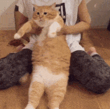 |搞笑GIF趣图：?我们村排名第一的大工，没有宝马不出工！