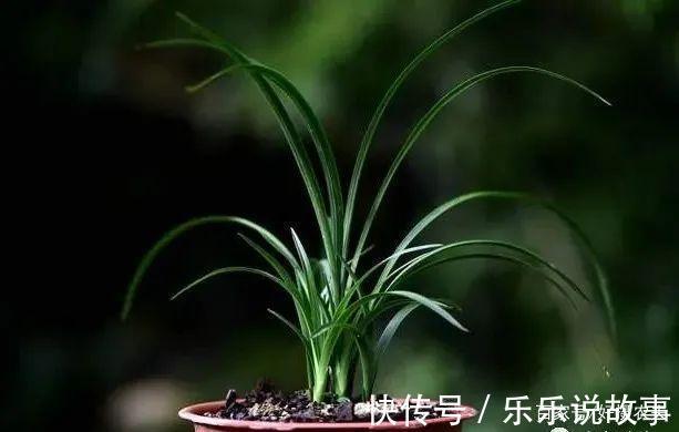 兰花养不好，主要是这5个原因，做好这几点，叶片葱绿花苞多