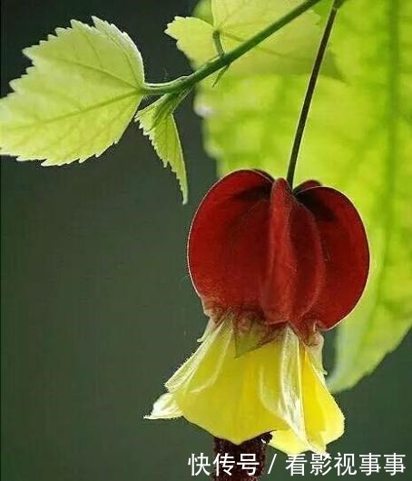 15种便宜花草,原以为很普通,没想到成为花园中的“颜值担当”!