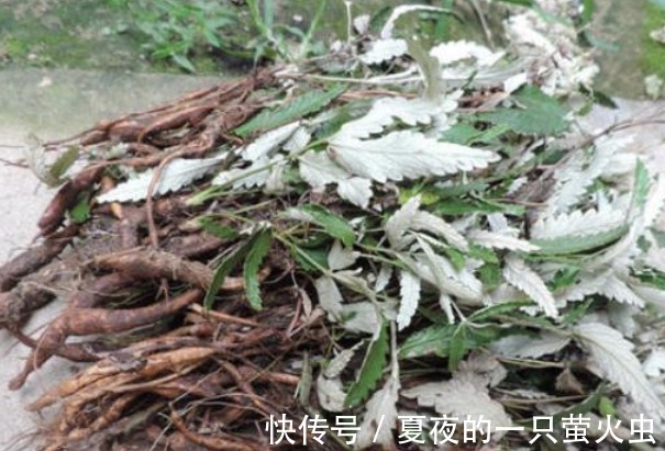 白草|十年前喂猪的野草,如今根茎号称“小人参”,想买都买不到了!