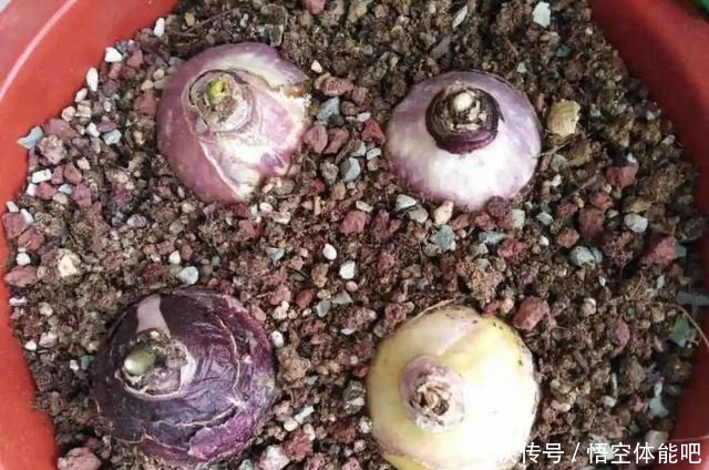 花一变这样,就是休眠了,赶紧换个地方养!花一变这样,就是休眠了,赶紧换个地方养!