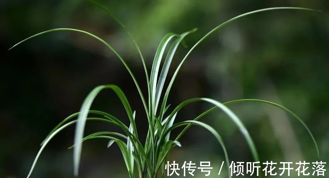 尿素在养兰花时,究竟有什么作用及用途