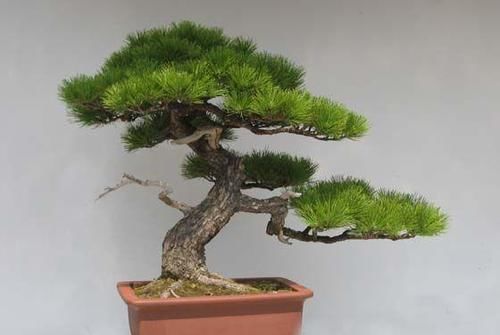 4种“花草”,不适合长久养在室内,对健康有风险,别忽视了