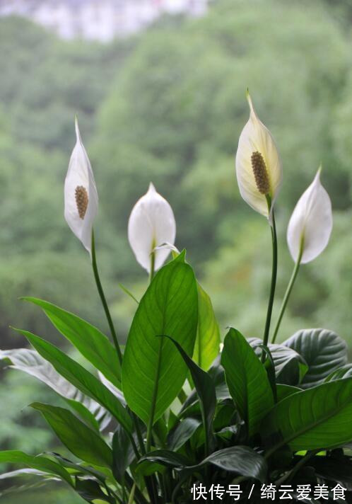 净化|卧室养花,就养几种“健康”花,空气清新促睡眠,一觉睡到大天亮