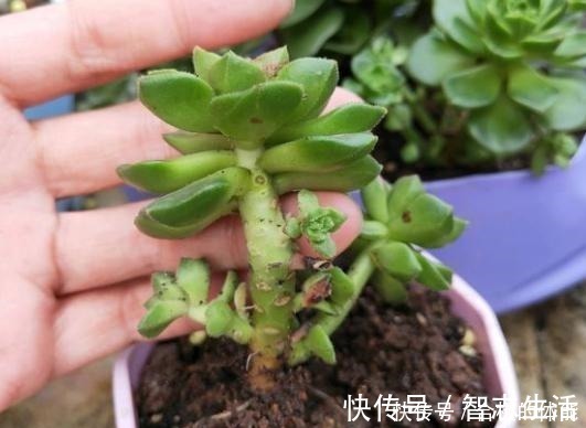 土壤|蒂亚一直绿着，实在忍不住了，把叶片撸，全插起来！