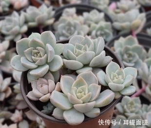 5种多肉植物,适合新手养护,好养又省心,上色美长满盆!