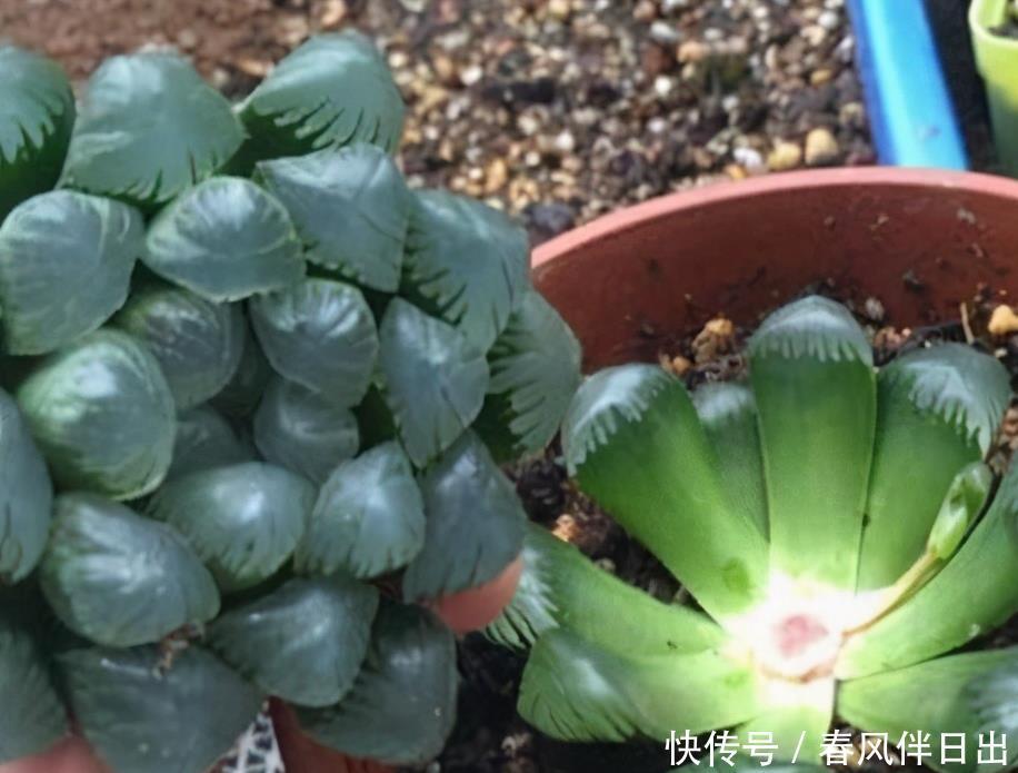 冬天养多肉,3个“不小心”,个个“徒成狗”?砍头才是硬道理