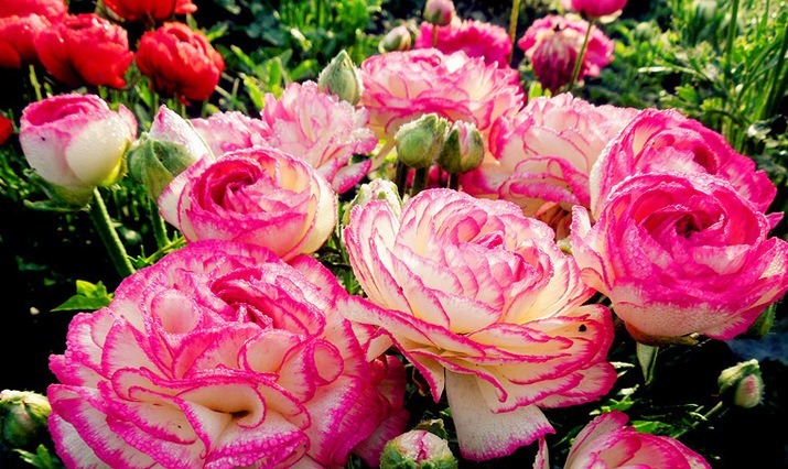 喜欢养护花卉,就不要错过这个花卉,花大色艳,花量大,很像牡丹