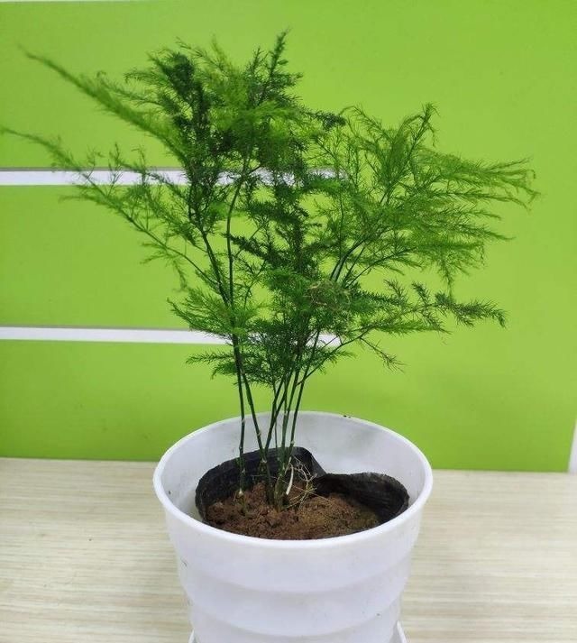 这种“养人”花,窗台客厅摆一盆,干干净净又杀菌