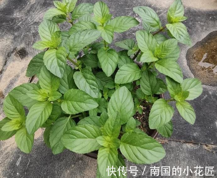 气生根|夏季也可以扦插繁殖的5种花,长根很快简单易活,由少变多