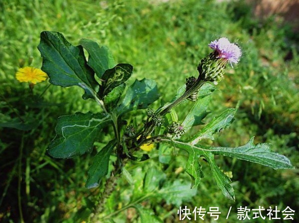 贵州草药|久咳不止,别不停吃药,试试此种野草,清热解毒,早吃早好