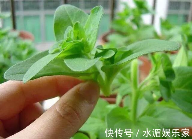 老花匠|养花修剪“学问大”,老花匠教你怎么修剪,才能突突冒花!