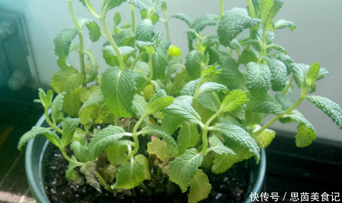 薄荷|这3款植物既能赏又能吃,盆栽养眼、养身!