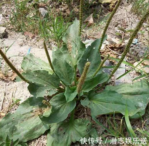 的士兵|农村的野草叫“车耳草”,很多人见过,但是不知道它能治尿结石!