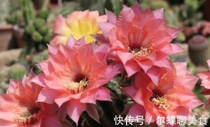 花朵|3种花耐旱好养，懒人养花首选，一个月不用管，开花多长得旺