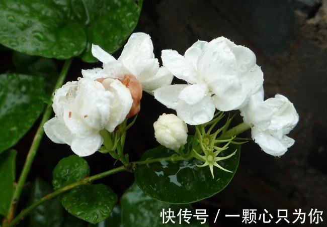 养花试试这款,开花时的香味,真的很醉人