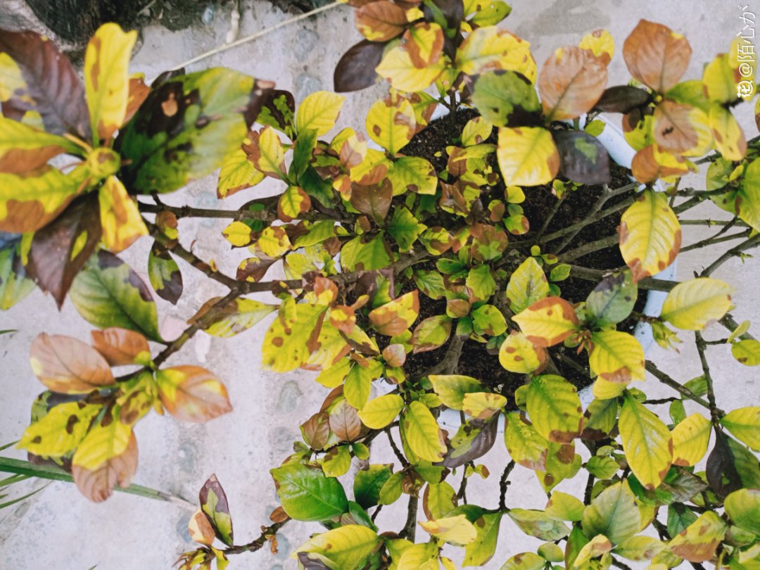 栀子花叶子发黄，是求救信号，不管花就容易死