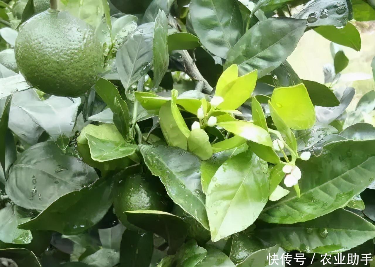 沙糖桔花芽分化的秘密