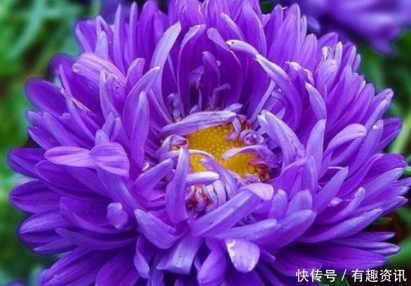 养花|新手养花，不如养盆花中精品“花芳菊”，似彩凤飘舞，绚丽多姿
