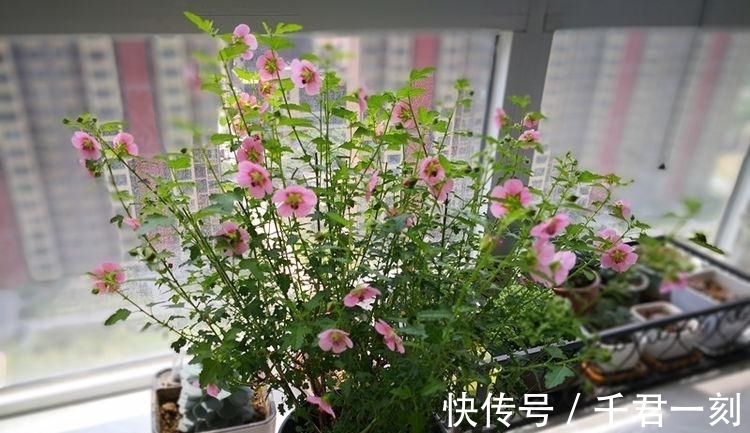 4种花养了就爆盆,好养易活开花漂亮,美不胜收,你养了吗