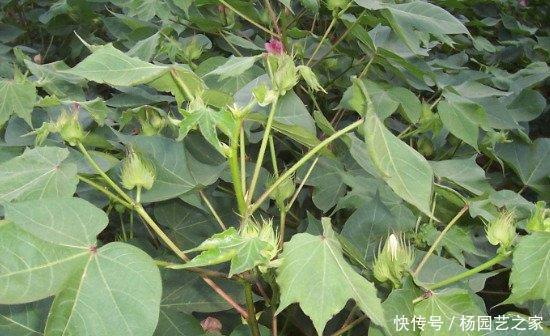 绿植叶片有白点 绿植叶片有白点