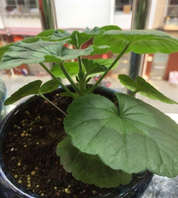 枝条|这6种花,要经常“摘心”,分枝多开花多,株形更丰满