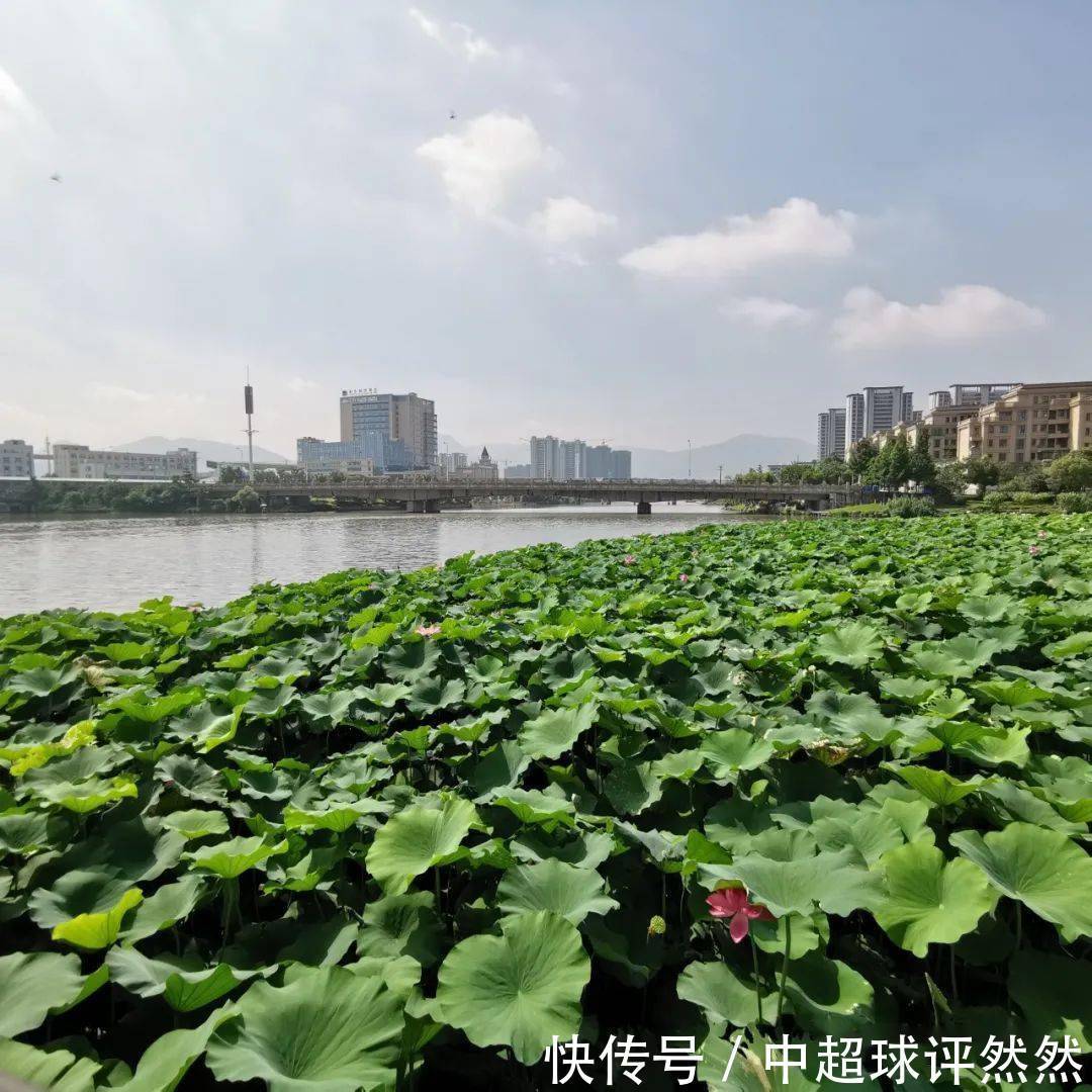 塘河|【云溪山人游记】?瓯海荷塘月色公园