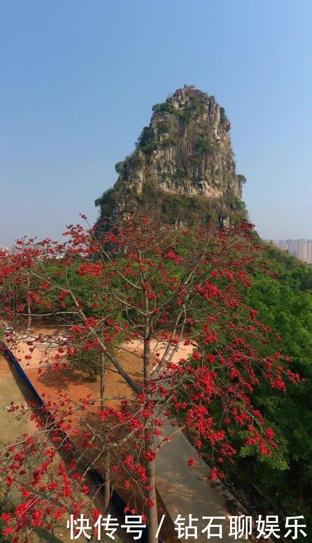 三月|花样荷城,美不胜收!