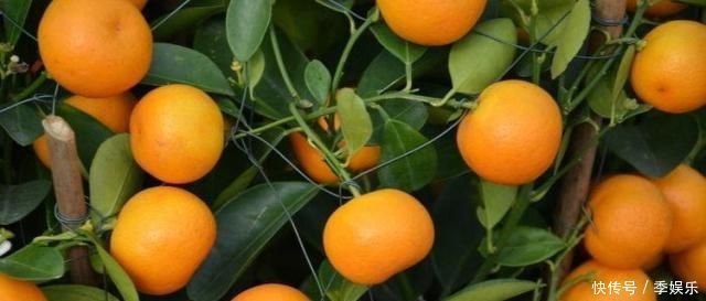 不起眼的橘子籽，这个厉害用途超棒，学会立马省下不少钱