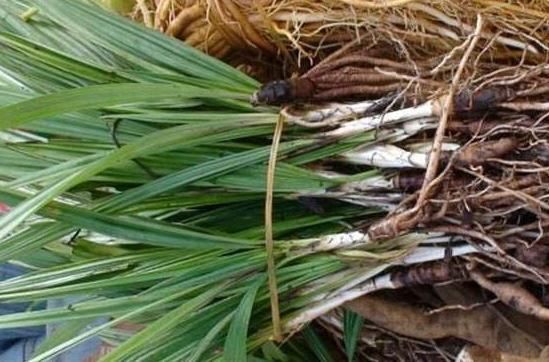 泡水|十人九腰疼,多用此野草泡水喝,肾好腰不疼,湿气一扫光