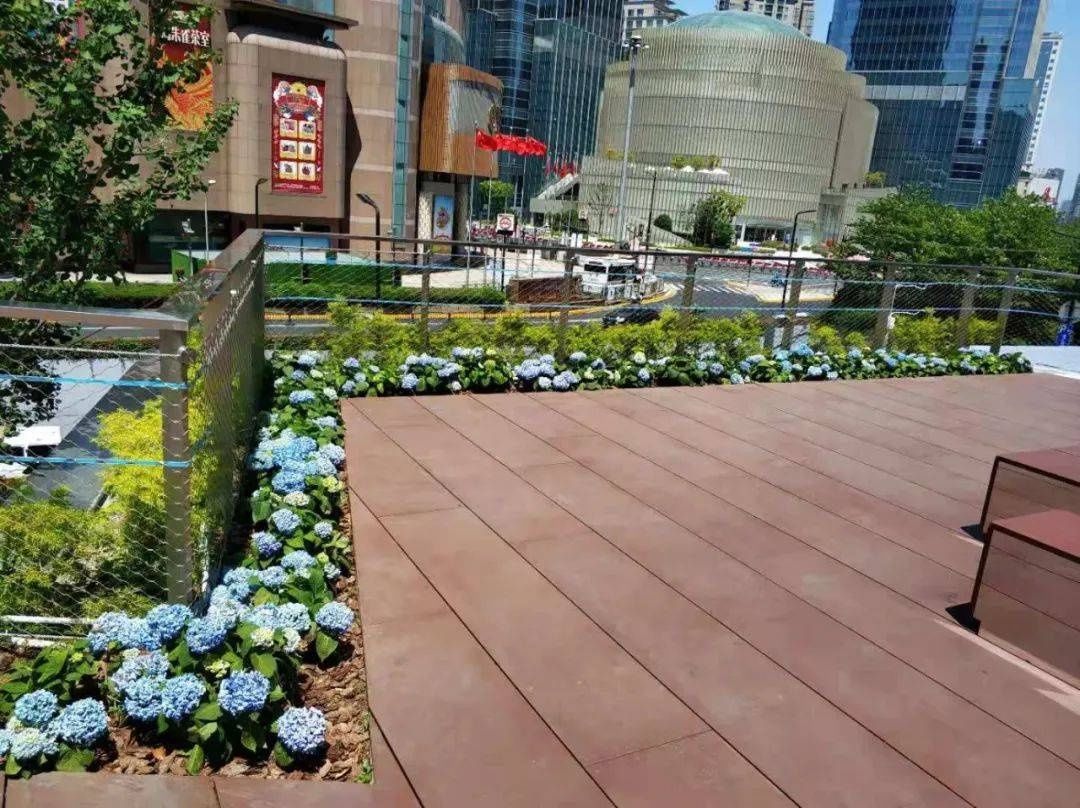 马卡龙|绣球繁花尽绽放 徐汇街头觅“清新”