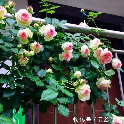 教你1分钟自制“杀虫水”，浇水加1勺，根壮不生虫！