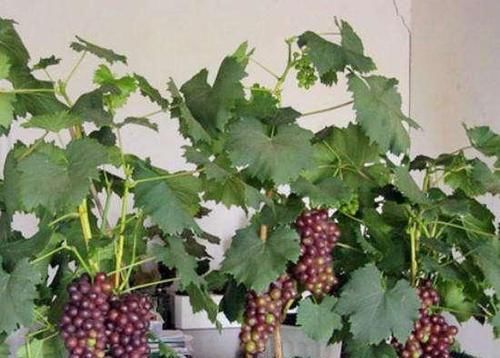  无花果|此几种水果别买了，在花盆就能种，几个月就挂满果，一摘一箩筐