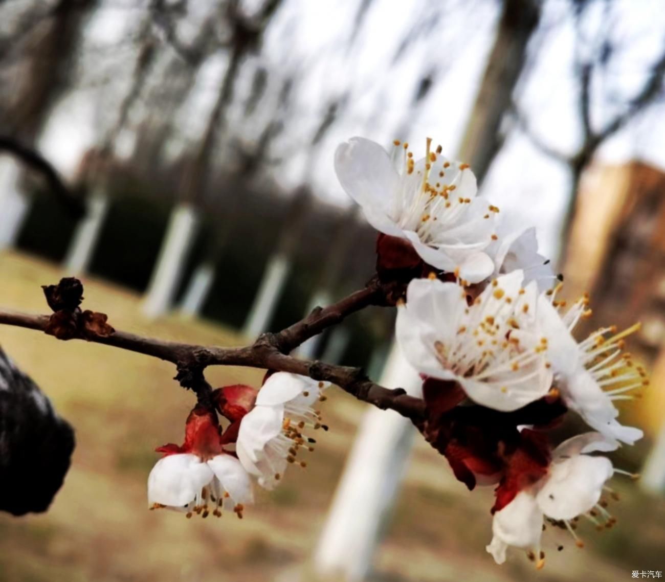 春来赏花忙，徘徊粉花乡。