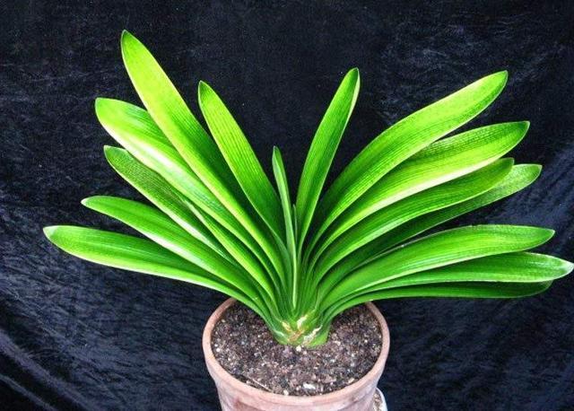 要想君子开花旺,不夹箭,光靠浇水施肥是不够的,小技巧要用上