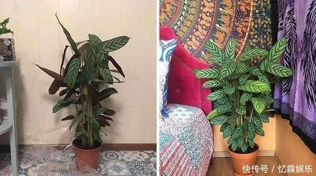 快枯死的绿植在大神手下起死回生,对比图超治愈又励志哇