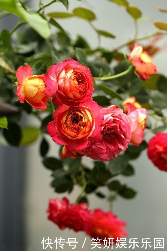 喜欢月季,就选珍稀月季“浪漫宝贝”,精神饱满,花色多变