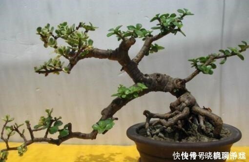 盆景|还养花现在很多人都养这“1种绿植”,枝干一变粗,就值钱了!