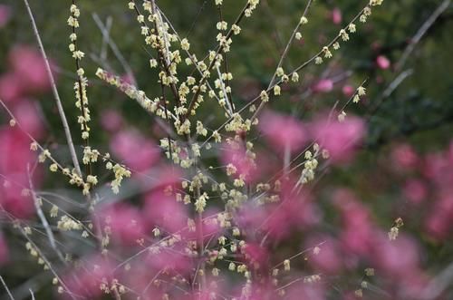 潼南|赏梅黄石寨,踏春正当时