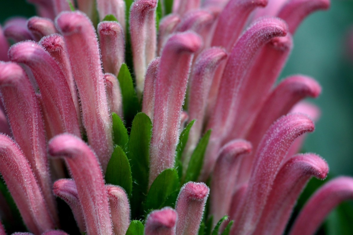 此花因花形似珊瑚而得名,适合送给心爱的女孩,达自己的爱慕之意