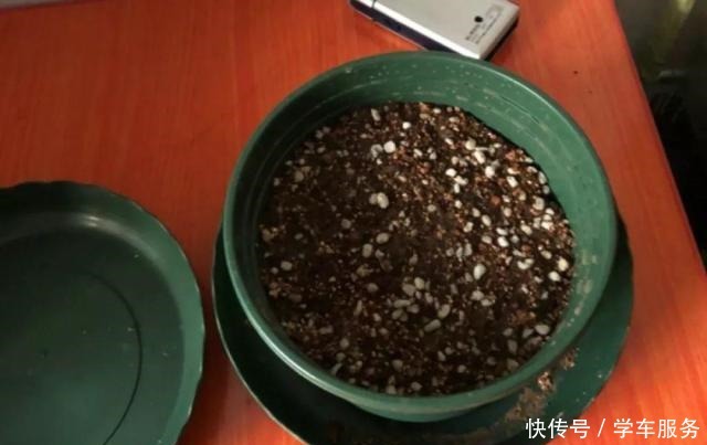 3种花,就得趁现在扦插,再晚就不生根了!3种花,就得趁现在扦插,再晚就不生根了!