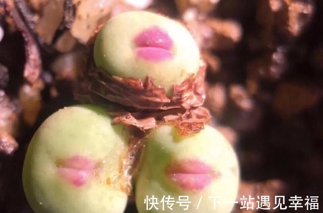 多肉植物|4种不常见却很美艳的多肉,我只养过2种,虽然贵但是不后悔