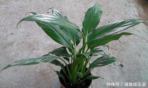 植物|养花不会施肥记住3点就行了，学会了“一生受用”