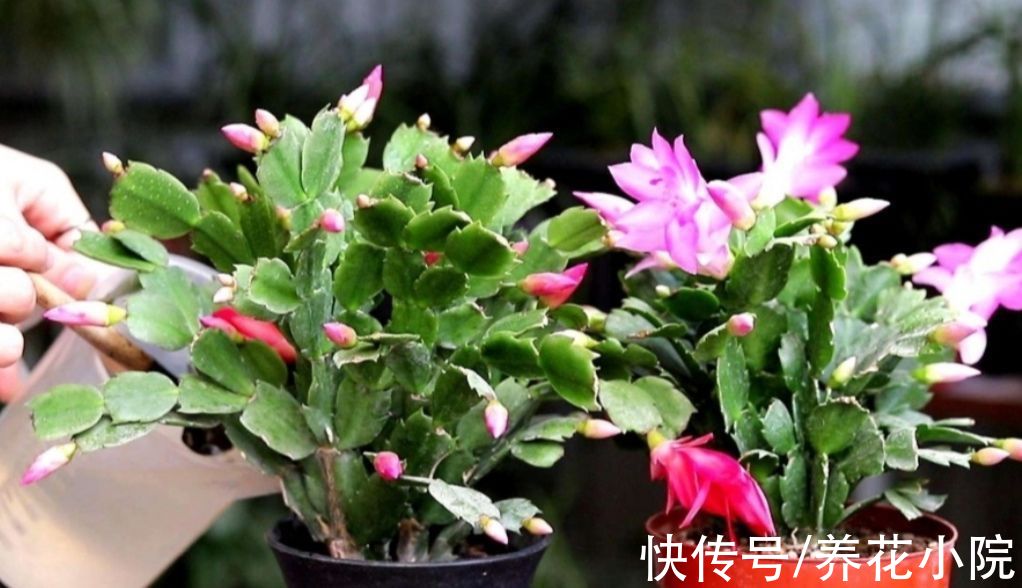 枝条|家里养4种花，秋天给它“剪一剪”，花苞长更多