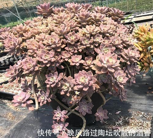 6种漂亮多肉，越老越美丽，长成小老桩，人人见了都赞叹不已！